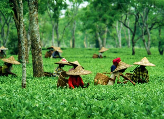 Assam Tour