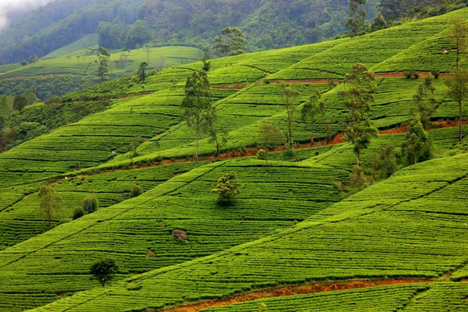 Kandy, Nuwara Eliya & Colombo Tour